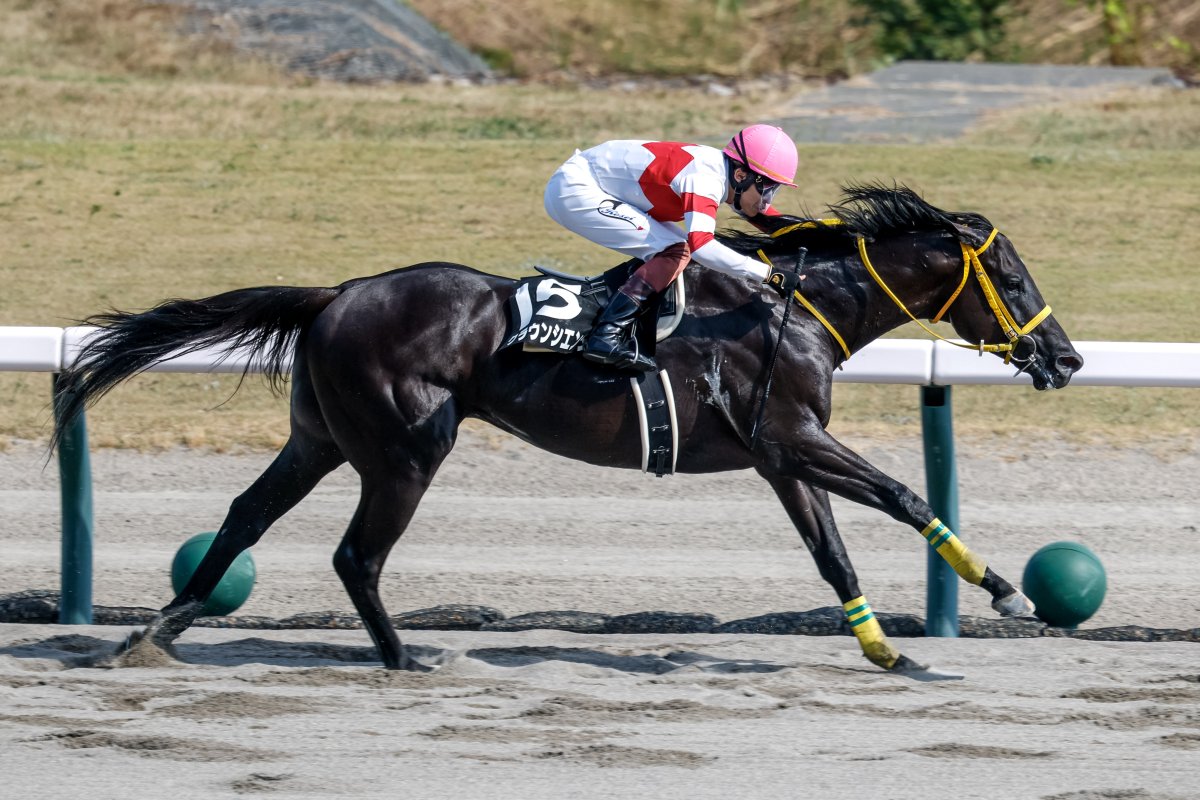 netkeiba's tweet image. 新潟6R 麒麟山特別 3歳上2勝
#クラウンシエンタ
#三浦皇成
父パイロ
母クラウンミストラル
矢野恭裕オーナーは2016年長岡S(クラウンロゼ)以来のJRA特別勝ち。
新潟7R 新潟日報賞 3歳上3勝
#ワールズエンド
#戸崎圭太
父ロードカナロア
母リラヴァティはマーメイドS覇者
撮影:下野雄規