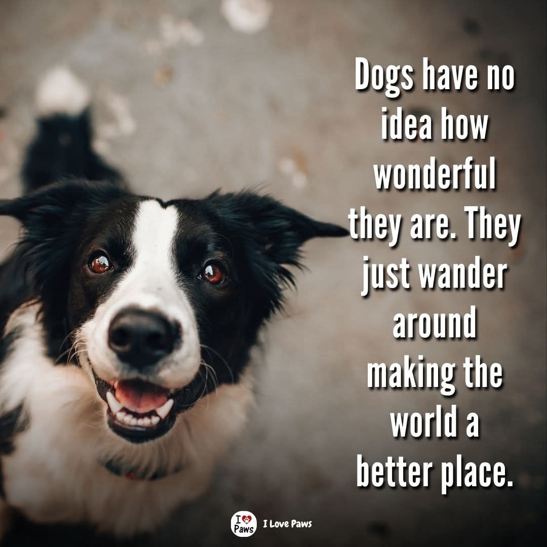 geezabigdave's tweet image. 🌎 They don’t know they’re healing the world. They just wag, smile, and save us all.