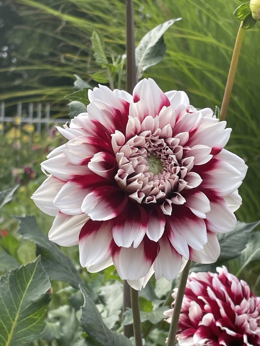 Silabrei's tweet image. Vom Skulpturenpark radelten wir zur Kölner Flora.