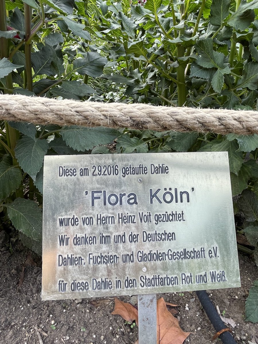 Silabrei's tweet image. Vom Skulpturenpark radelten wir zur Kölner Flora.