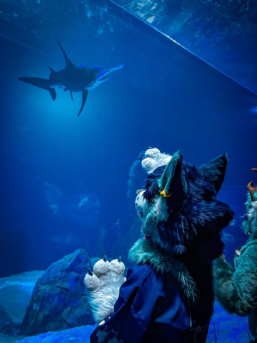 just a silly lil fish celebrating his people 🦈

#SharkWeek2025 
📷 <a href="/WhiteLehoi/">Kovu 🇧🇻</a>