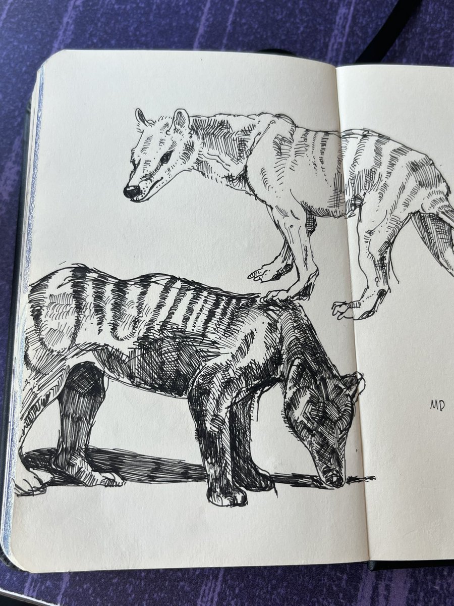 gnarpmara's tweet image. #Thylacine warmups
#micron