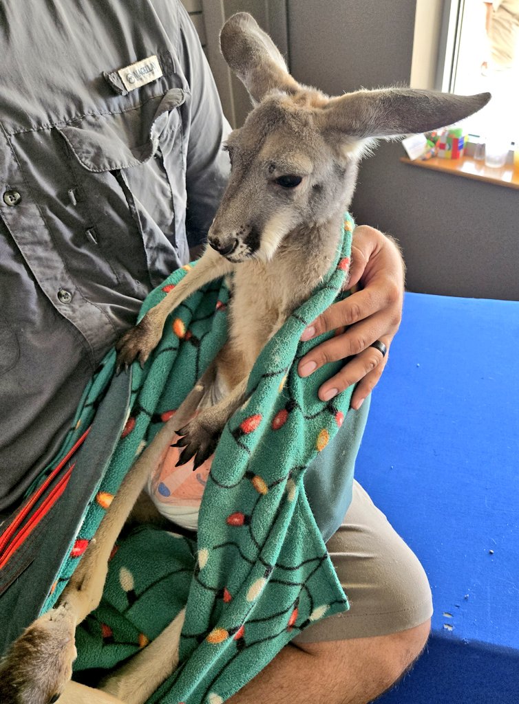 Diegoranchinc's tweet image. I was invited to a big autism event today, and I was able to play with a kangaroo, and I have no idea what this was, but he was super cute 😍, lol