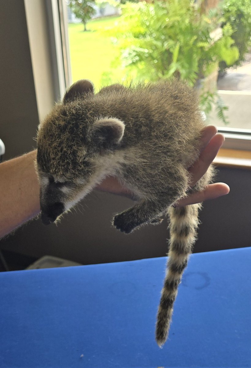 Diegoranchinc's tweet image. I was invited to a big autism event today, and I was able to play with a kangaroo, and I have no idea what this was, but he was super cute 😍, lol