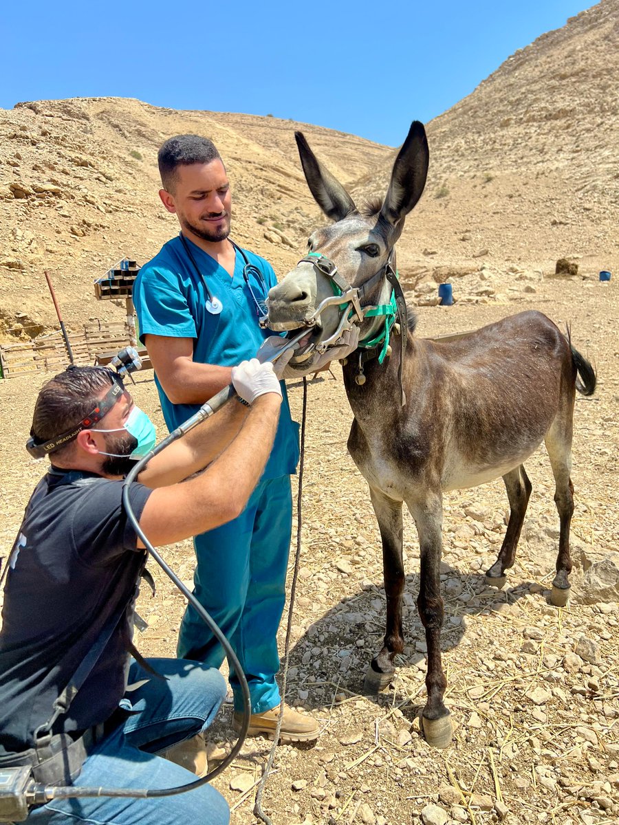 Training the next generation of vets - Dr Rakan rasps the teeth of a working donkey while a veterinary student watches on.  Thank you for your support which helps us to continue caring for donkeys in desperate need.