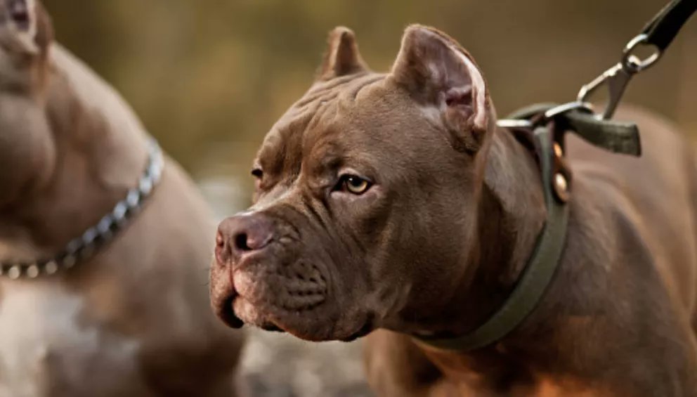 LaCronicaDeHoy's tweet image. Una tragedia conmocionó a la comunidad de Hortolândia, en São Paulo, Brasil: una niña de apenas dos años murió tras ser atacada brutalmente por un perro de raza pitbull que su familia había adoptado recientemente.