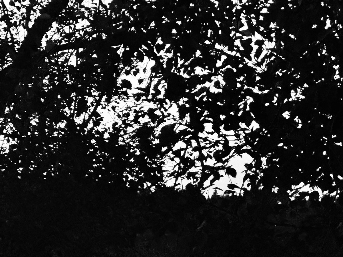 forbsonforbs's tweet image. here on this night, here on this floor everything i will call mine i want to rot with yours. this is the slow dance, this is the sway, let there be arms entwined and hands let play