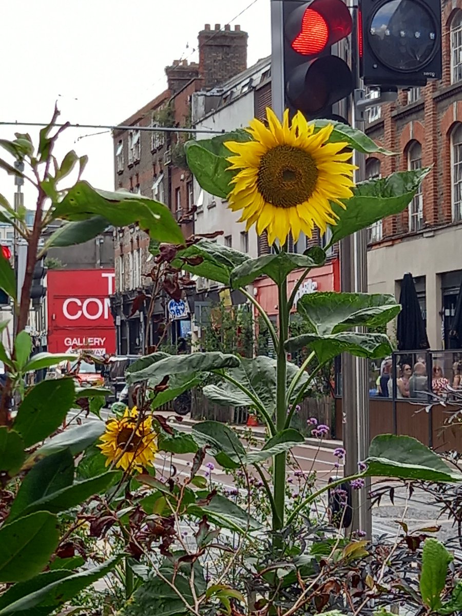 NeilGerardFox's tweet image. All shall be well. Nature's beauty popping up in random spots is always uplifting.