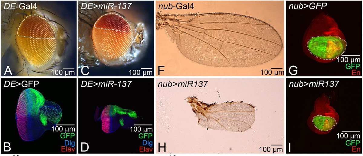 Dev_journal's tweet image. miR-137 targets Myc to regulate growth during eye development.
Read this Research Article by Radhika Padma, Manivannan Subramania, Amit Singh &Co:
journals.biologists.com/dev/article/15…