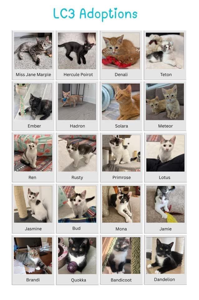 loudouncats's tweet image. We have Purr-ific news! The first 5 pairs of kitties adopted this weekend will have their adoption fees covered, thanks to a generous sponsor. Please check out all the beautiful kittens we have available for adoption and submit your application today! Many of the kittens are…