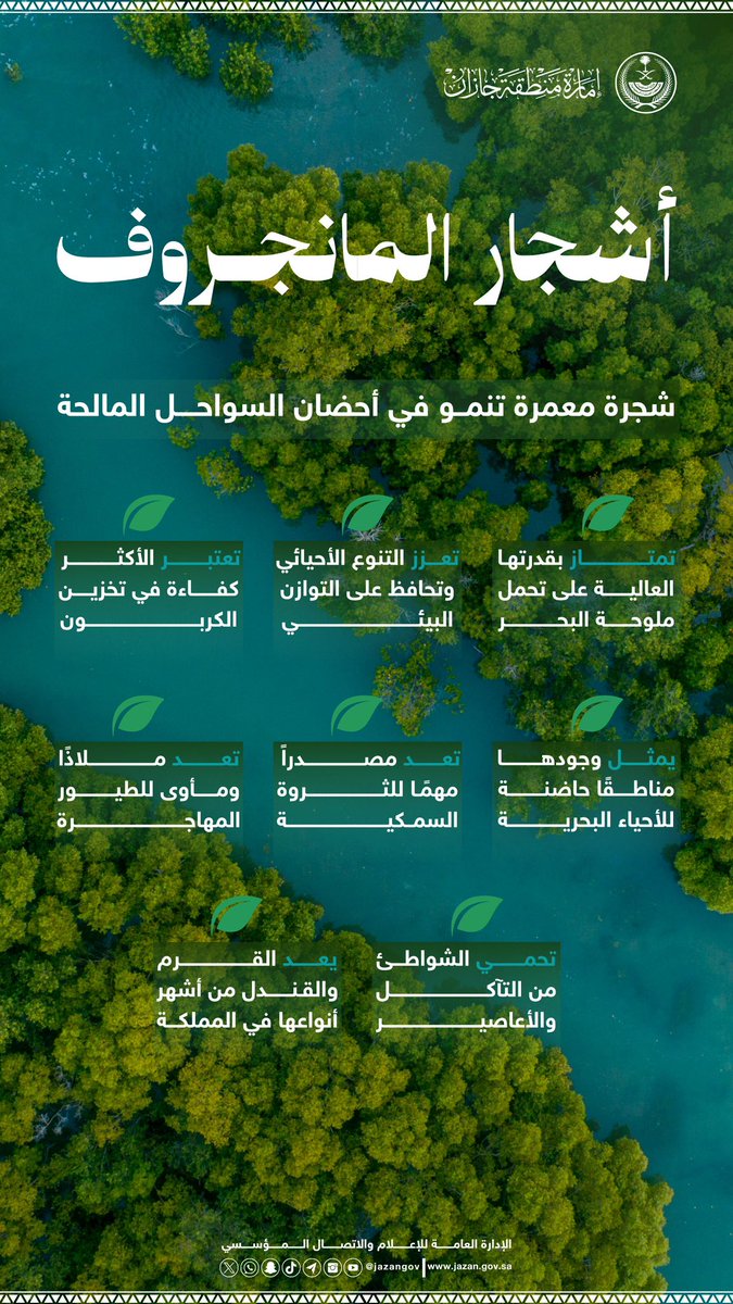 #المانجروف🌳،شجرة معمرة تنمو في أحضان السواحل المالحة تمتد جذورها في المملكة بمساحات تبلغ 60 مليون م2. 

#اليوم_الدولي_للمانجروف