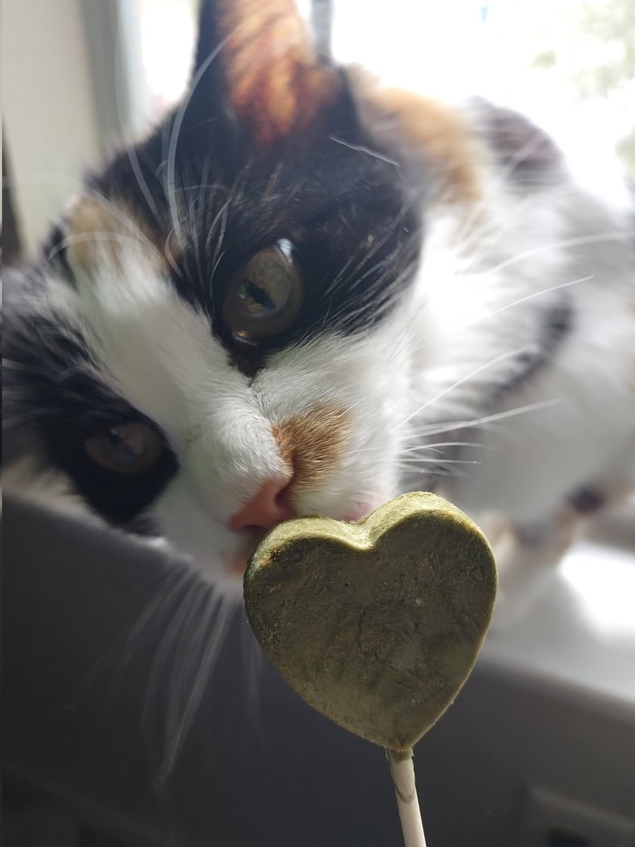 Shugarrbeans's tweet image. Ogh mine own purrypop? Tanks mew! #CatsOfTwitter