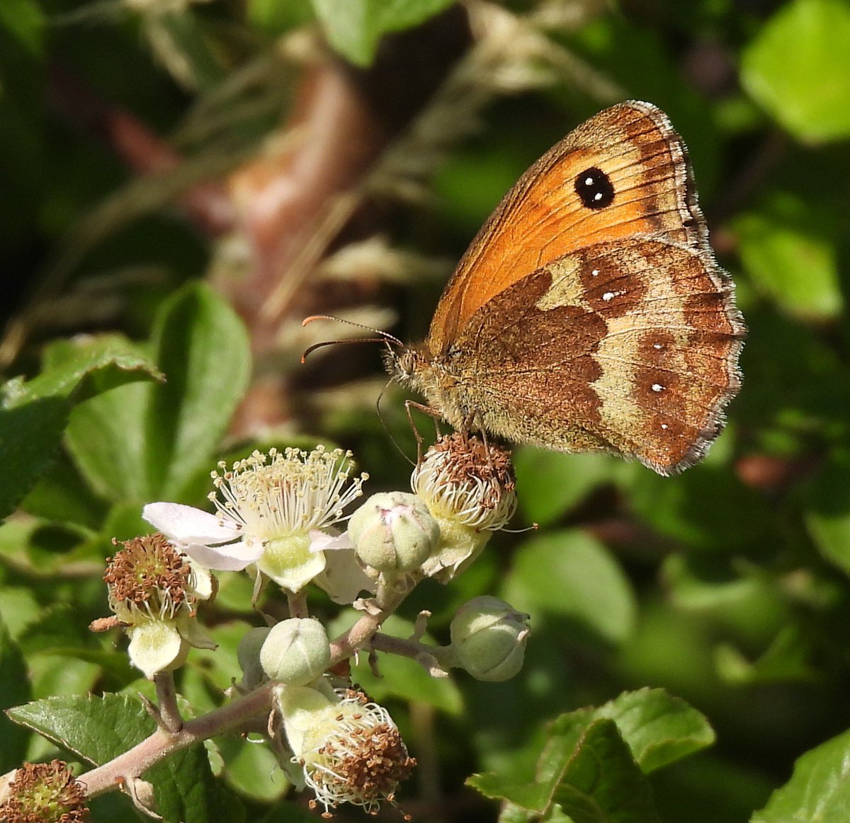Lloyd Evans (@ecolaevans) on Twitter photo Red Admiral, Holly Blue, Painted Lady & Gatekeeper. Axminster, Devon. <a href="/savebutterflies/">Butterfly Conservation ๐ฆ</a> <a href="/DevonWildlife/">Devon Wildlife Trust</a> <a href="/europebutterfly/">BC Europe</a> <a href="/BCDevon/">BC Devon Branch</a> Red Admiral, Holly Blue, Painted Lady & Gatekeeper. Axminster, Devon. <a href="/savebutterflies/">Butterfly Conservation ๐ฆ</a> <a href="/DevonWildlife/">Devon Wildlife Trust</a> <a href="/europebutterfly/">BC Europe</a> <a href="/BCDevon/">BC Devon Branch</a>