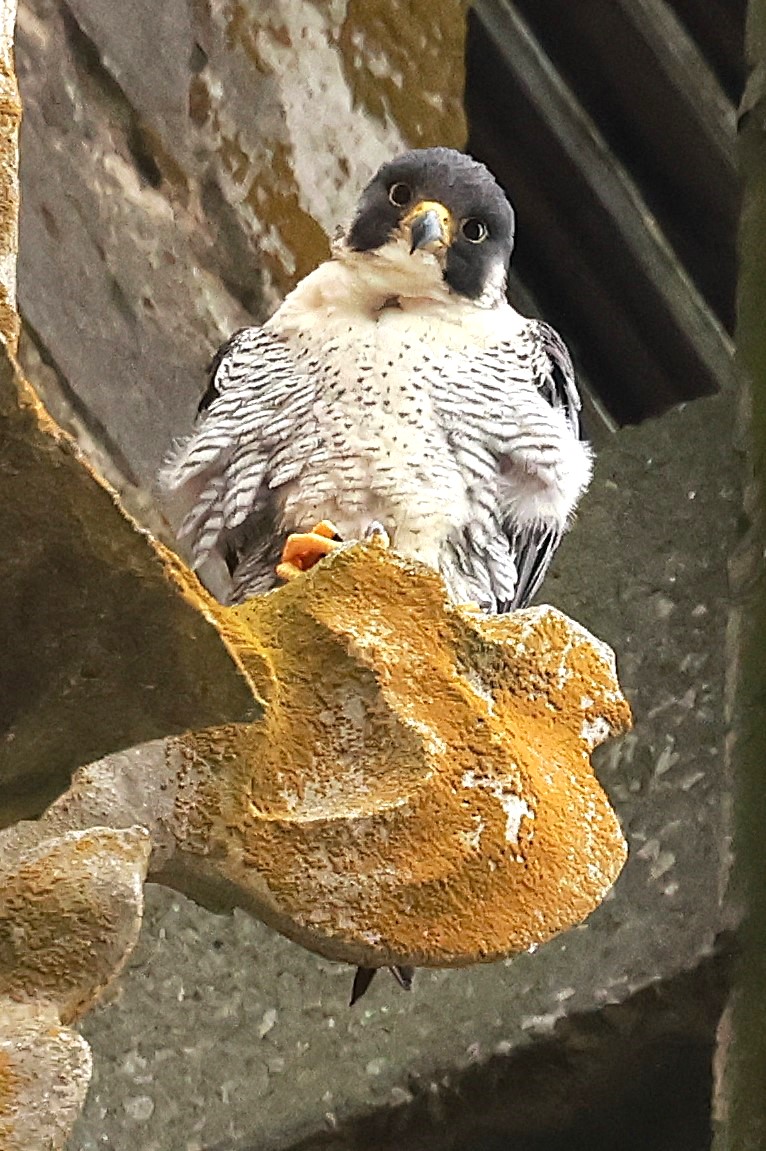 Lincoln Cathedral.
Mr P captured on the main tower this afternoon. With his youngsters off to pastures new, he can finally put his feet up.  What a magnificent achievement!