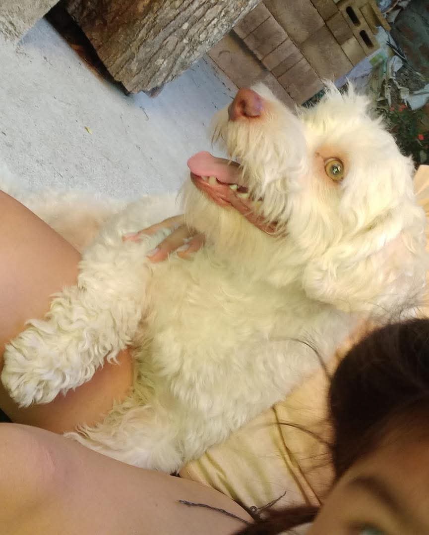 lyssitta's tweet image. #SERVICIOSOCIAL.
SE BUSCA 🚨🚨
Hola a todos es primera vez que hago esto y quisiera que me ayuden a compartir.
Ayer aproximandamente a las 7:00 am uno de mis perritos que se llama Max se extravío de una manera muy extraña de mi casa y no queremos juzgar mal a nadie por si…