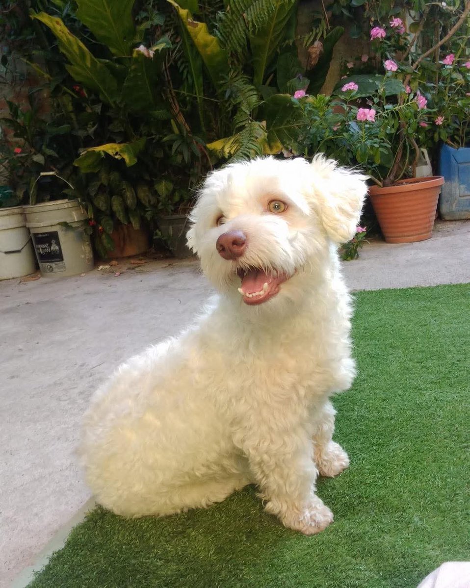 lyssitta's tweet image. #SERVICIOSOCIAL.
SE BUSCA 🚨🚨
Hola a todos es primera vez que hago esto y quisiera que me ayuden a compartir.
Ayer aproximandamente a las 7:00 am uno de mis perritos que se llama Max se extravío de una manera muy extraña de mi casa y no queremos juzgar mal a nadie por si…