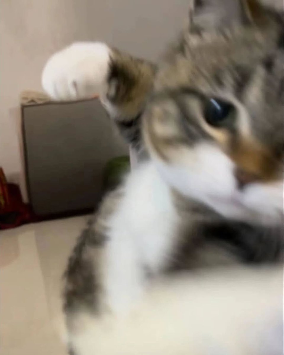 Cats with pawerful aura (@aurawithcats) on Twitter photo 