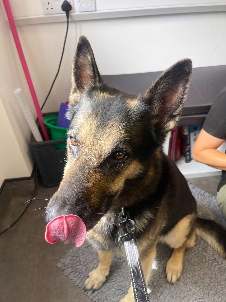 RPDQuest's tweet image. I’ve recently been to my amazing vet, I’ve been limping badly on one of my legs & need an operation to help. We have set up a fundraising page for @999WAGS to raise the money for them to help me justgiving.com/page/rpdquesta… Please if you can give £3 we would be so grateful 🐾❤️🐾
