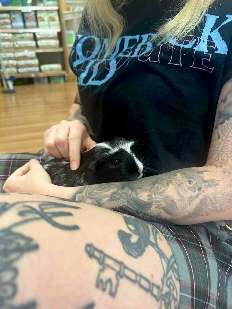 chlooeeeexo's tweet image. Hi everyone, my names Oreo! 🥹 Oreo was adopted today! Originally he was bought to live with other guinea pigs, unfortunately he was outcast and subsequently bullied so we ended up adopting him solo until he might be ready to integrate with other GP’s 🥹