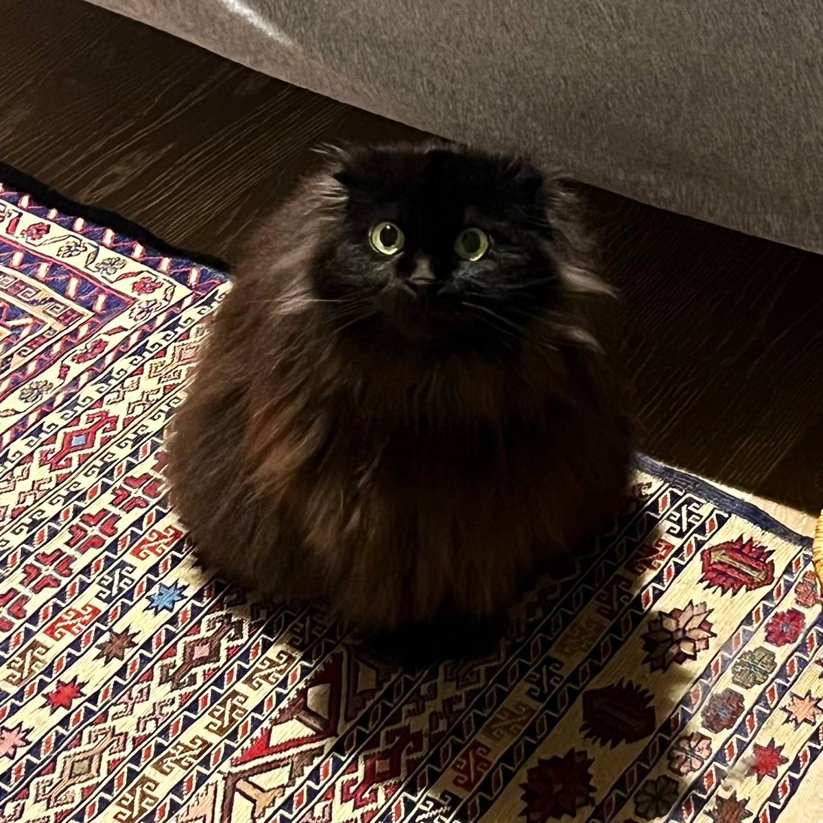 necosan__cat's tweet image. 寝ない子だれだ〜　ねこさんが来るぞ〜👻