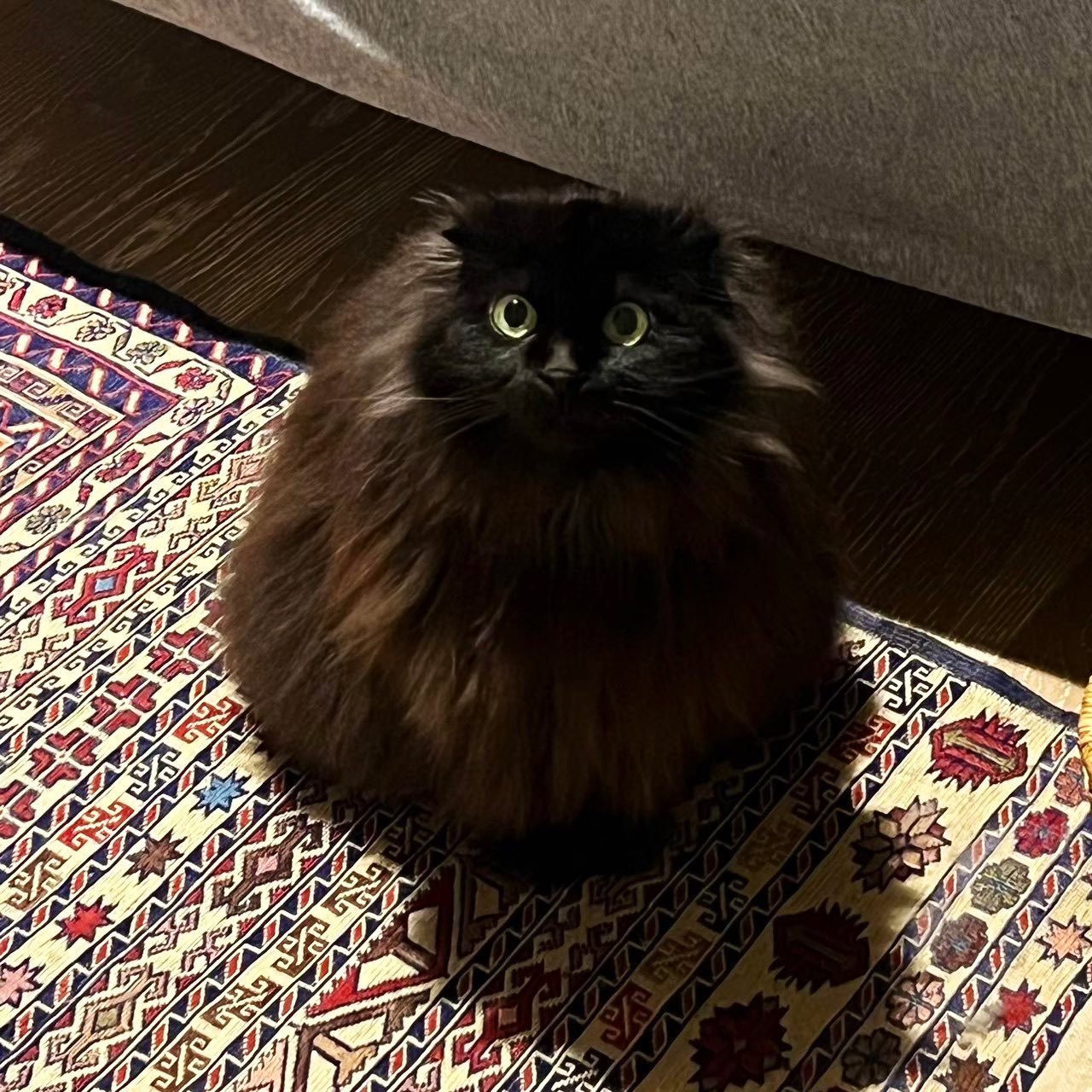 いちごねこ様♡専用ページ いちごねことり (@ichigonekotori) • Instagram photos and videos