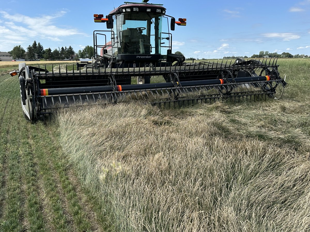 Will Van Roessel (@specialtyseeds) on Twitter photo Harvest has started! Swathing perennial rye grass. Seed production for <a href="/FortyMileTS/">Forty Mile Turf Seed</a> Have to cut low and slow. Harvest has started! Swathing perennial rye grass. Seed production for <a href="/FortyMileTS/">Forty Mile Turf Seed</a> Have to cut low and slow.