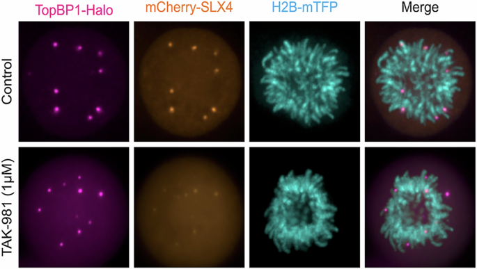 CommsBio's tweet image. TopBP1 coordinates DNA repair synthesis in mitosis via recruitment of the nuclease scaffold SLX4: Communications Biology, Published online: 04 July 2025; doi:10.1038/s42003-025-08442-9TopBP1 plays a critical role in mitigating replication stress in… nature.com/articles/s4200…