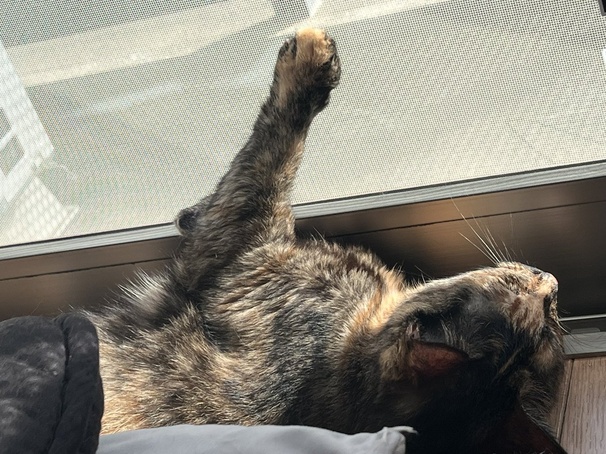 i_ntOxO's tweet image. おててﾋﾟﾄｯ🐾🤍