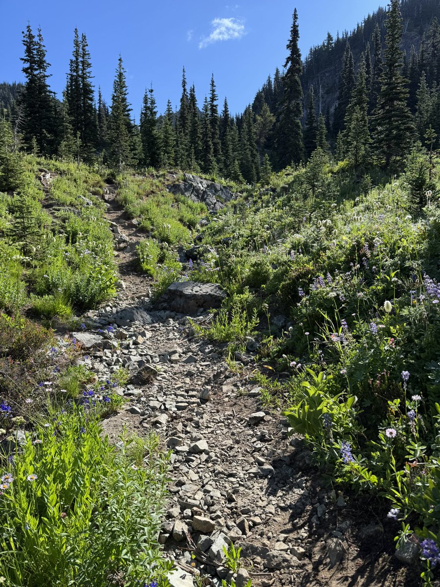 prawnzo_'s tweet image. Did one of my favorite hikes down at Mt. Rainier! In all the years I’ve done this hike, I’ve never seen it this beautiful! Blue skies and wildflowers everywhere. 😌