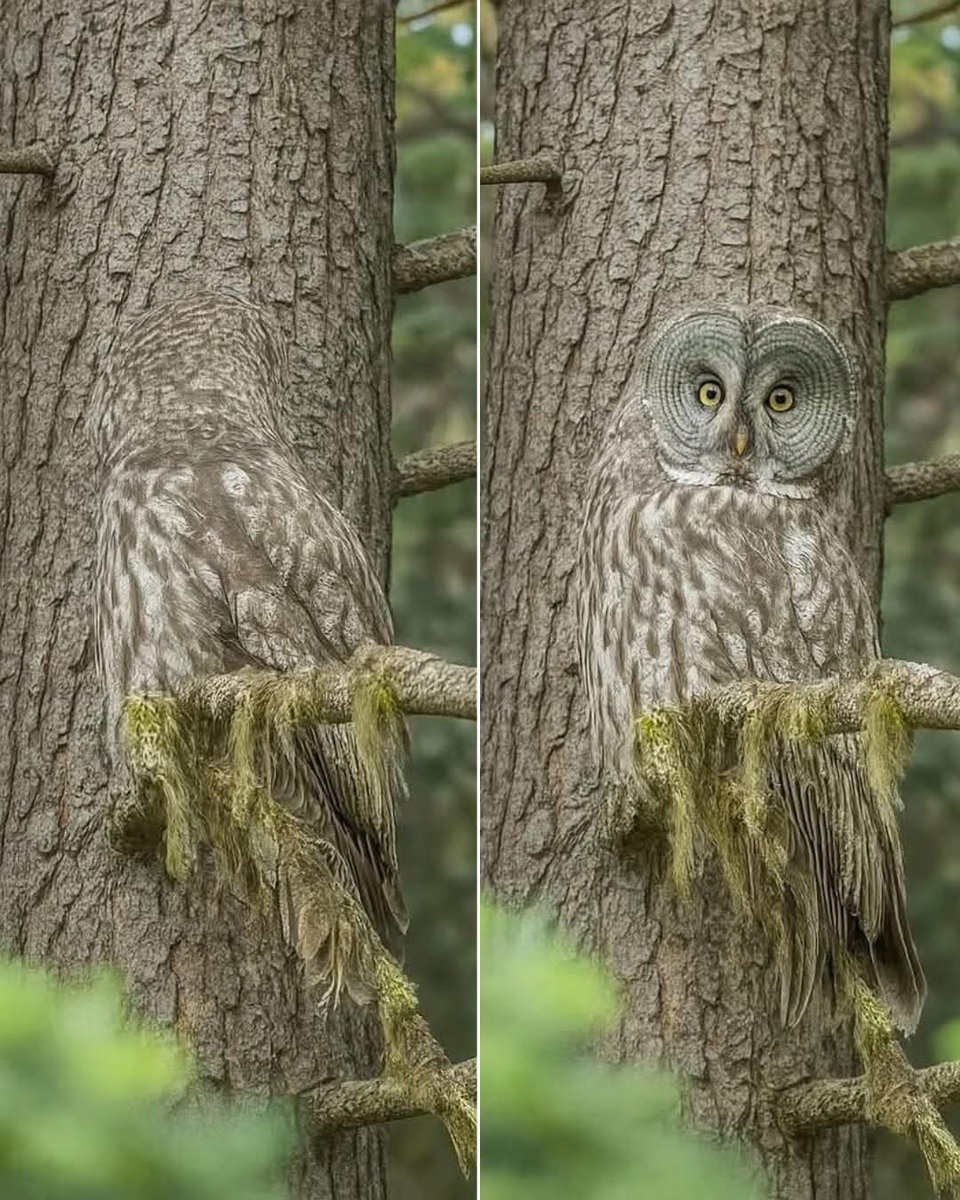 Hana_b30's tweet image. We can observe the perfect camouflage of nature 🦉
Incredible photographs by Alan Murphy