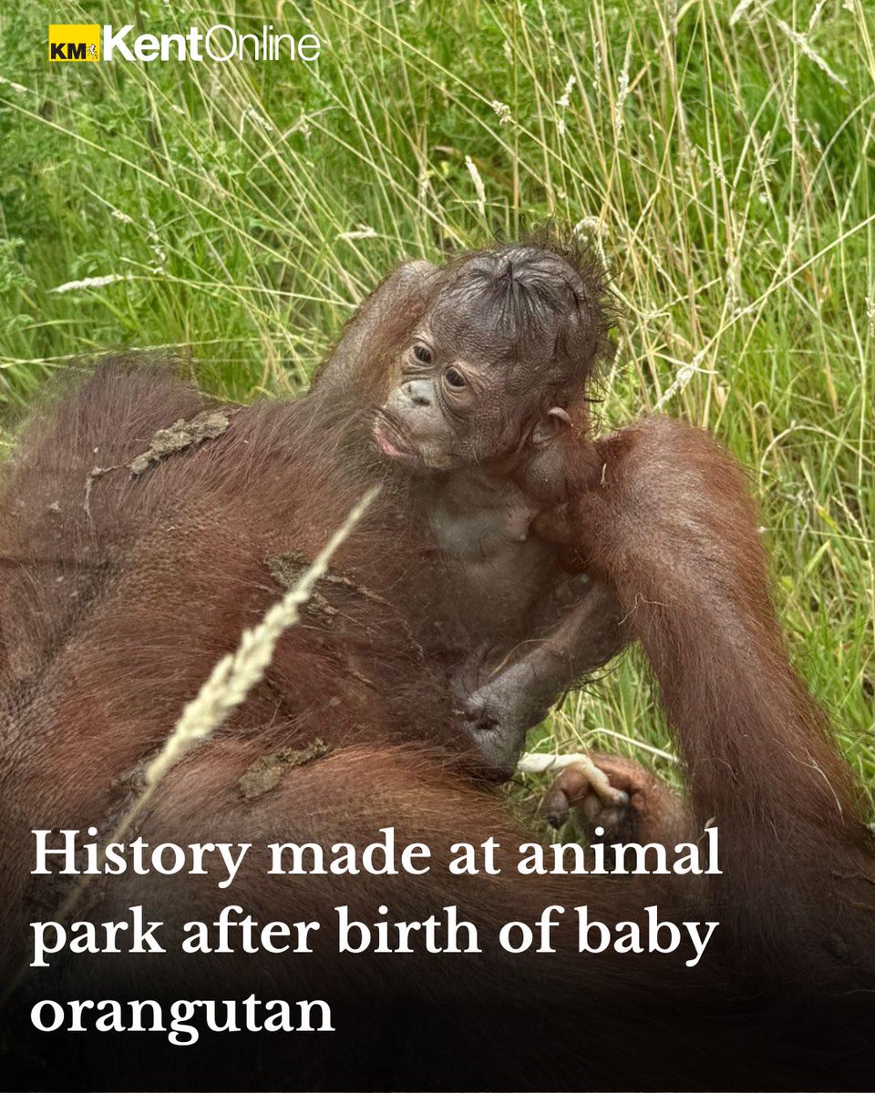 Awwwwwwwww - what a cutie  😍
Full story here: kentonline.co.uk/canterbury/new…
