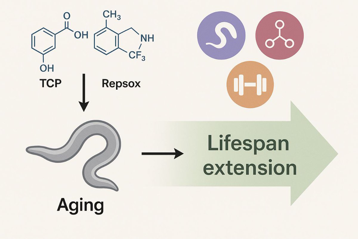 RevGenetics's tweet image. Just found a study that's making me lose my motherflipping mind - this "2c" cocktail (TCP + Repsox) extended worm lifespan by 42% without any genetic modification.
These researchers basically found the chemical hack to partial reprogramming - fixing DNA damage, killing senescent…
