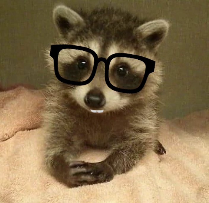 ShouldHaveRacc's tweet image. 