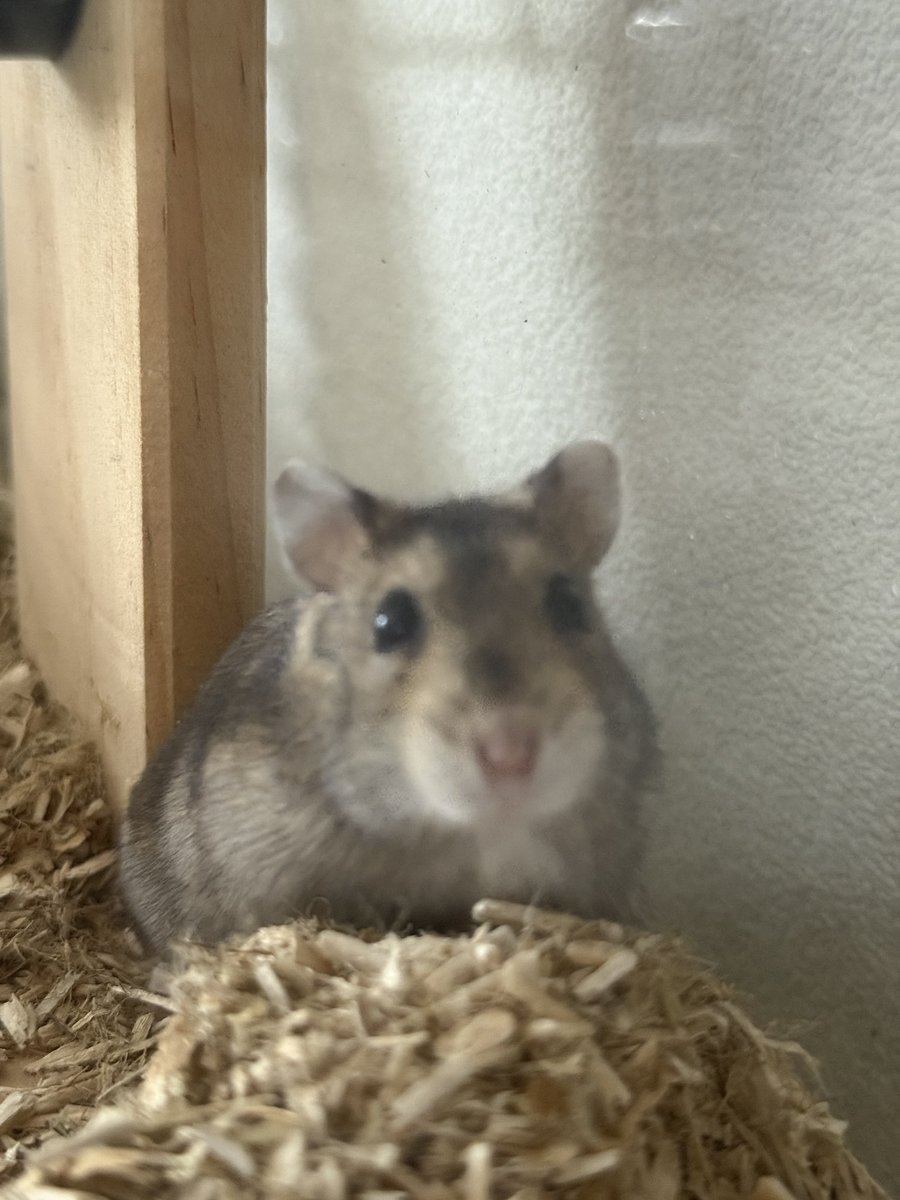 jolienokee's tweet image. Got a new hamster!! Help me with a name🥹