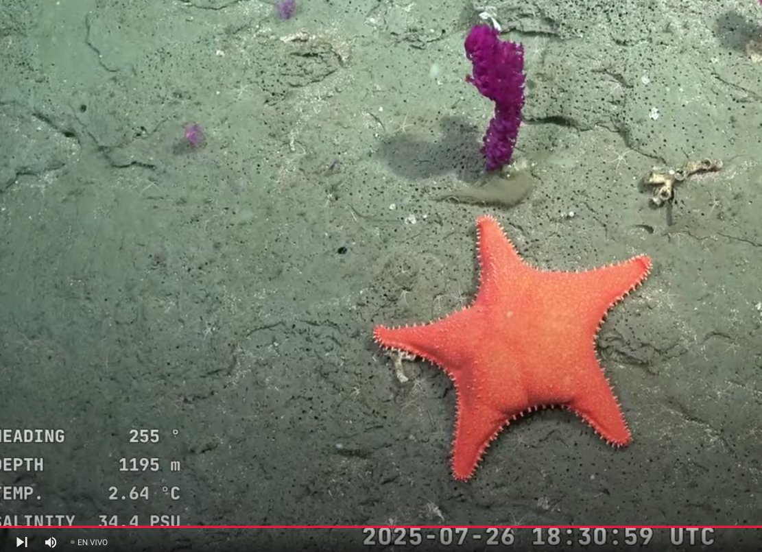 hay 322 personas mirando en vivo como investigan el suelo marino frente a nuestras costas. en el chat en vez de los tipicos comentarios troll hay gente tirando nombres científicos de lo que se ve en pantalla.
Como esta estrella a 1195m de profundidad