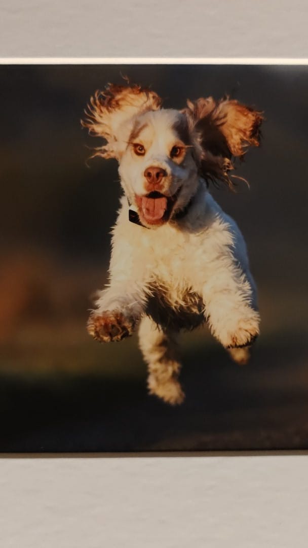 Dennis and Hugran (@l_ldisney) on Twitter photo <a href="/CancerDoggy/">I is Jasper. Here in Hartsons honour ❤️</a> I parachuted in early #ThaAviators and then ran at high speed across the tarmac <a href="/CancerDoggy/">I is Jasper. Here in Hartsons honour ❤️</a> I parachuted in early #ThaAviators and then ran at high speed across the tarmac
