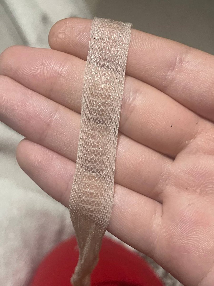 Nulpi6's tweet image. 🐍🐍🐍🐍