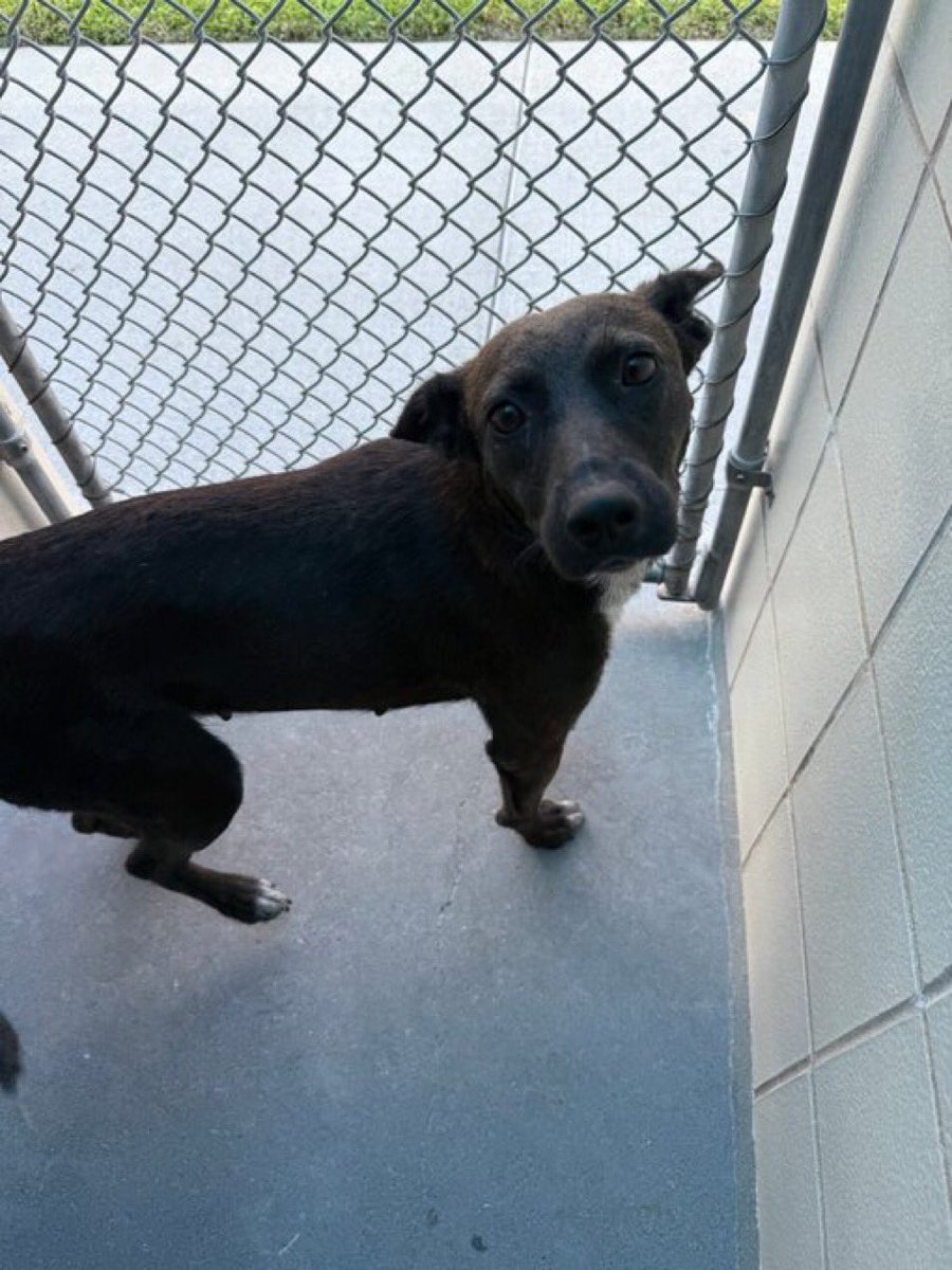 SamfromSpain's tweet image. Please save me!
I’m MAMALONA #A382401 & I feel so alone!
Life as a stray is hard & Corpus Christi AC isn’t a good place either!
Save me from ☠️ 7/28‼️
Wanna live a happy life in a ❤️🏡!
Can u help me??
Plz PLEDGE 4 me
Tag me 4 #RESCUE
#FOSTER
#ADOPT
I’d love 2 be yours!