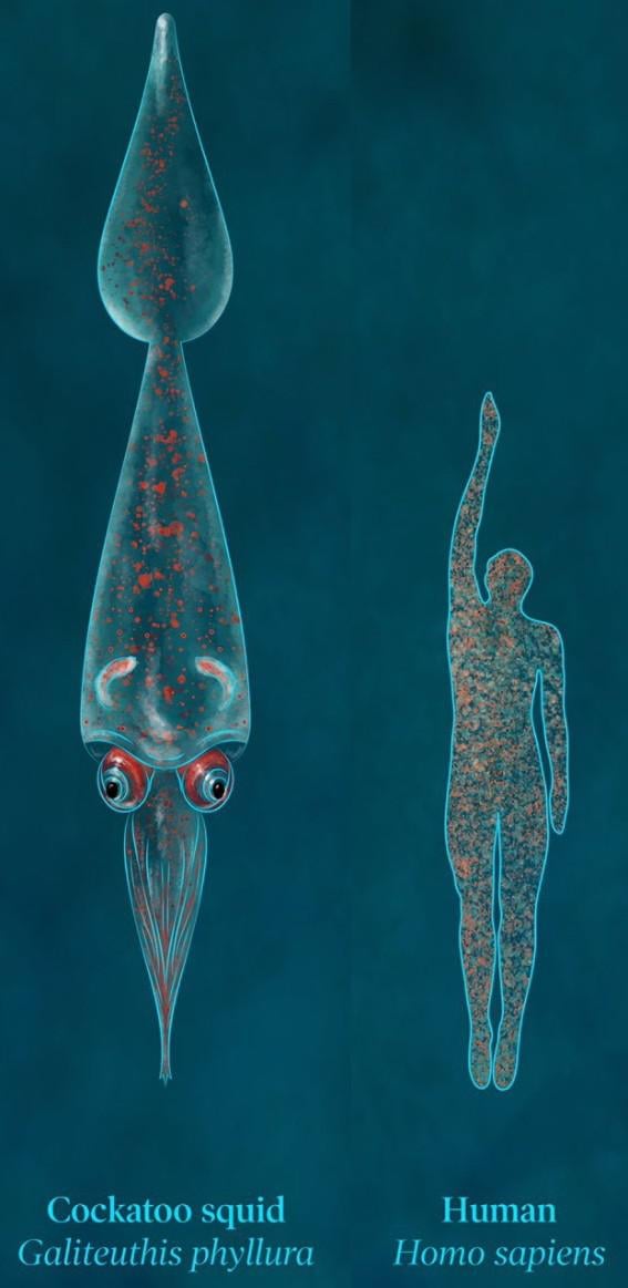 <a href="/MbvBaryonix/">🖤 { Spookyonyx } 🖤</a> Probably the Cockatoo squid or Giant Squid
