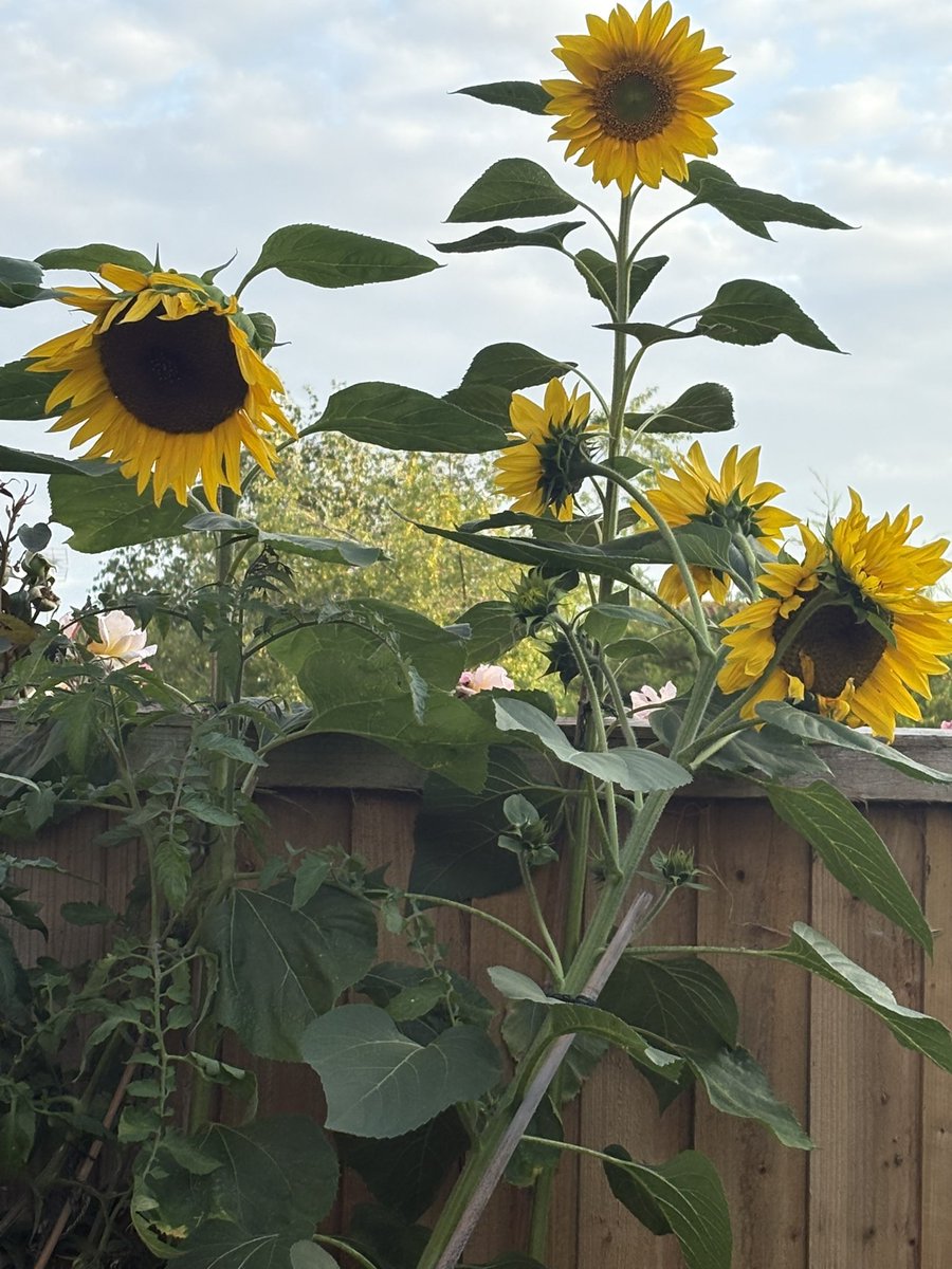 Pretty flowers in our garden 😀