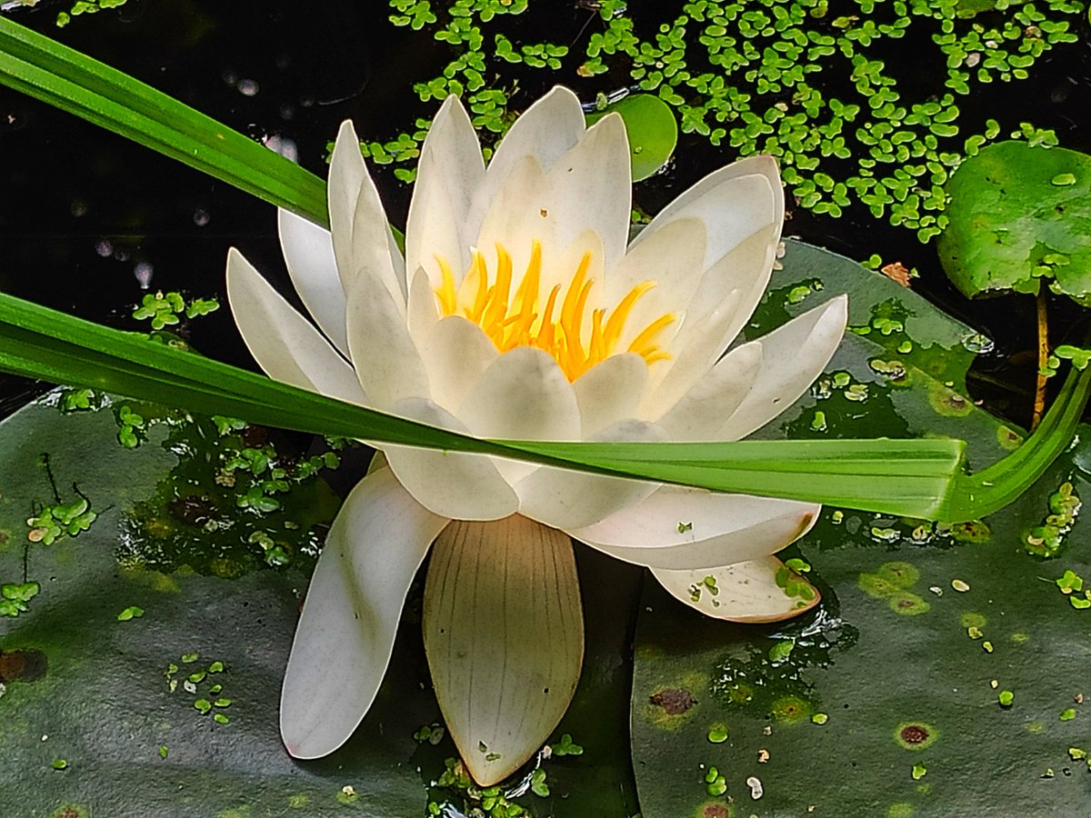 abiesinked's tweet image. Moin!