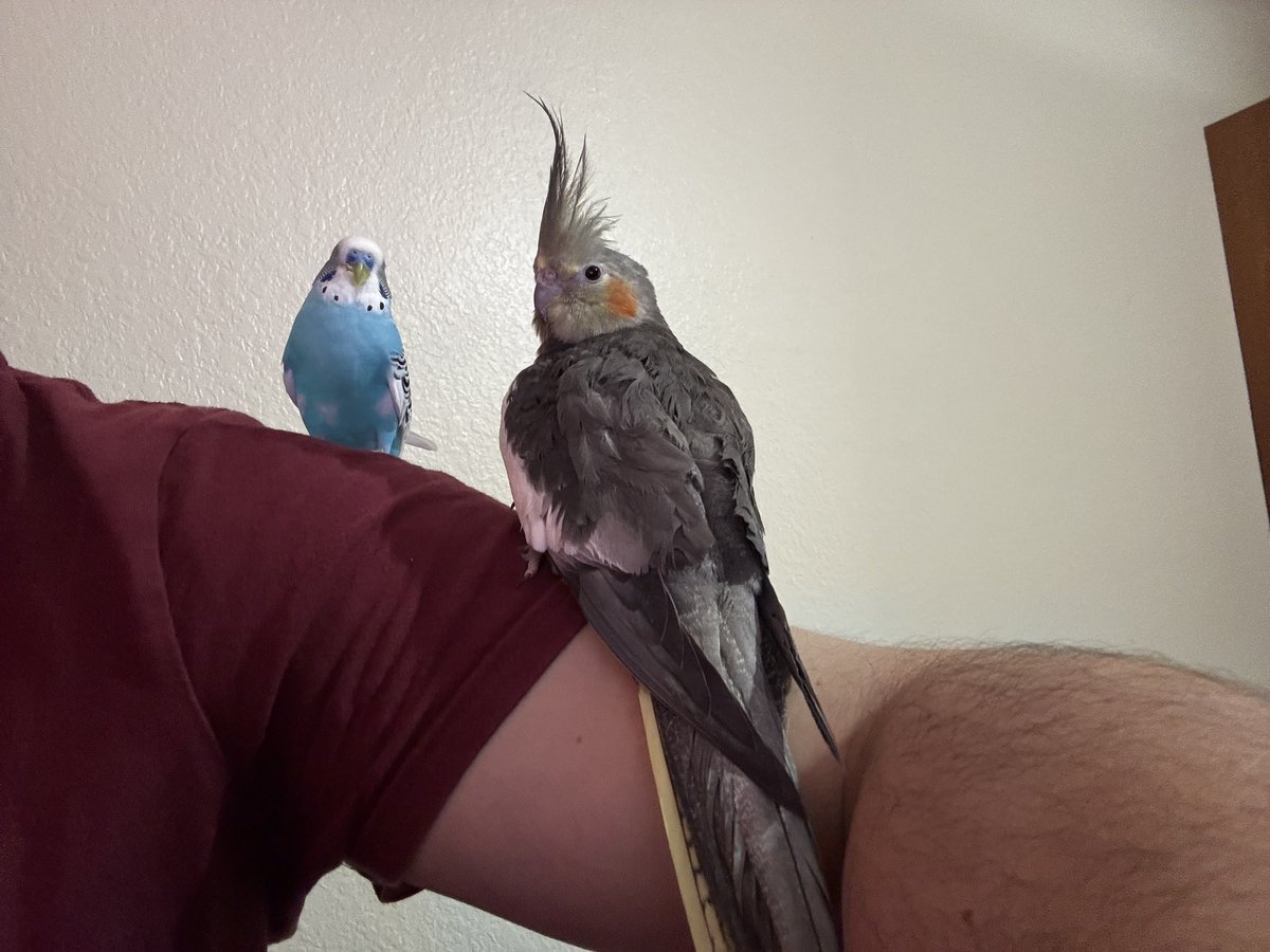 Bu omuzda uyumayı seviyor bu Canlar. Maviş pek fena hem konuşuyor hem de ısırıyor.