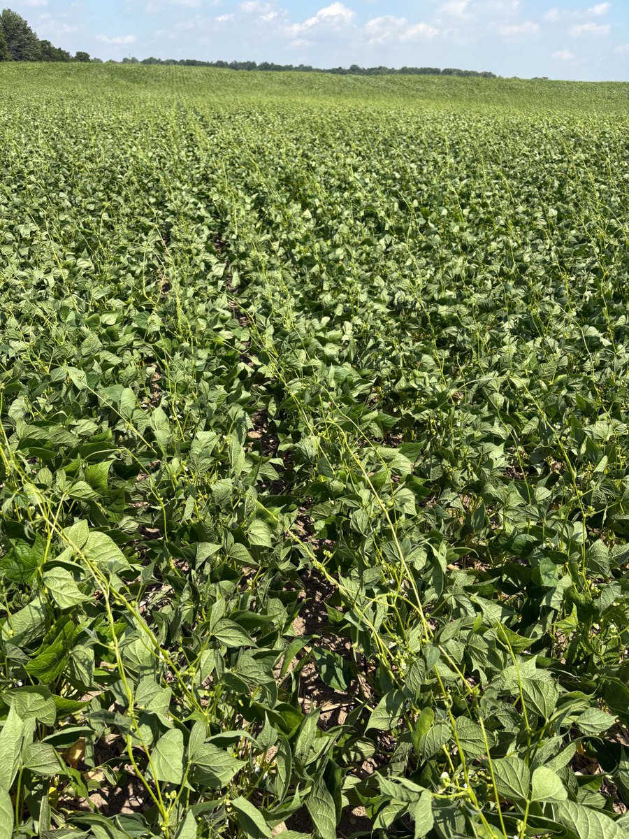 Blast white beans from Gentec are showing off their long runners near row closure! 

Vigorous growth and great ground cover—this early-day variety is living up to its name. 

#BlastOff #WhiteBeans #IfYouDontKnowUsYouDontKnowBEANS #HensallCoop