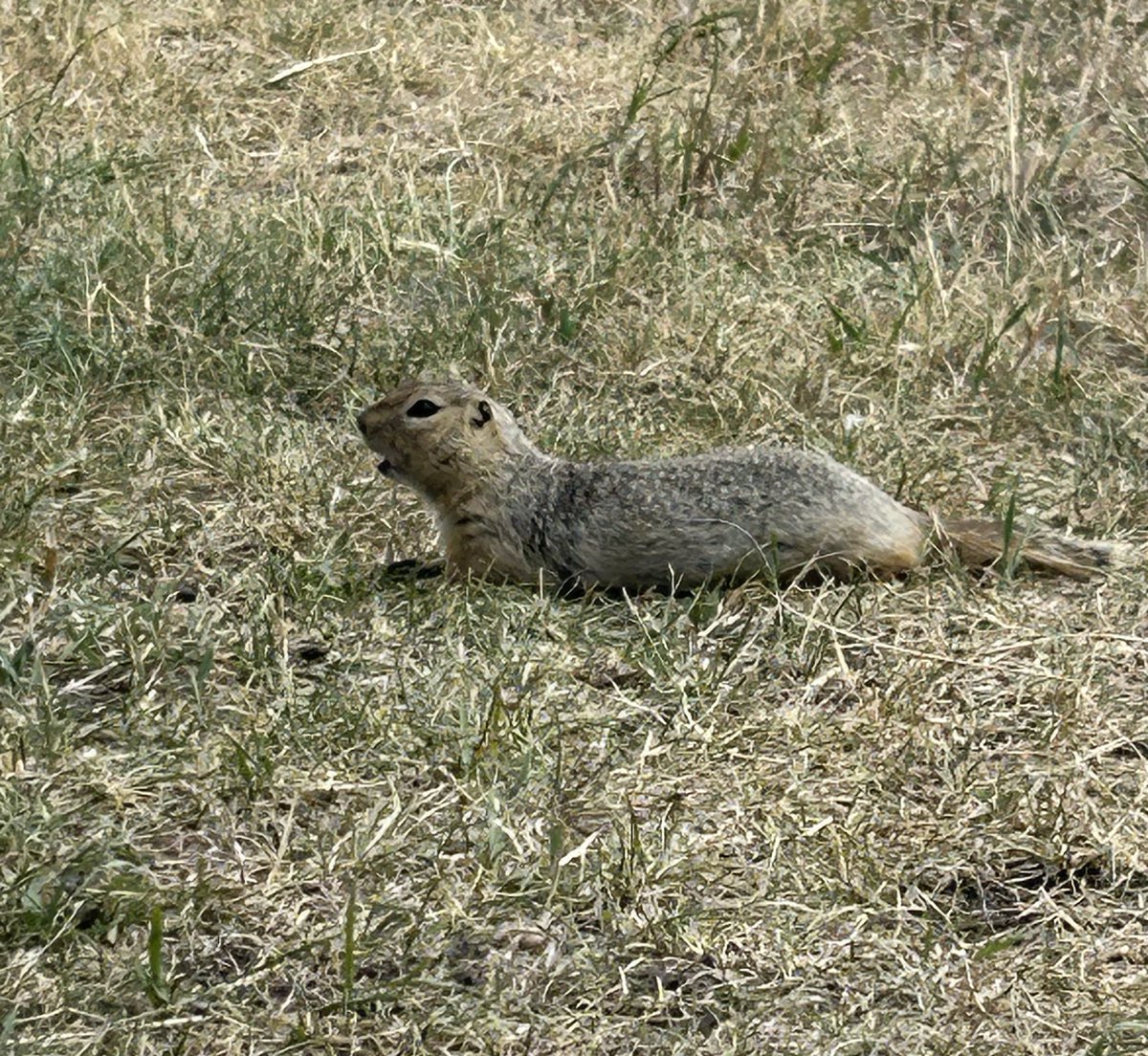 barrett_t's tweet image. Gopher