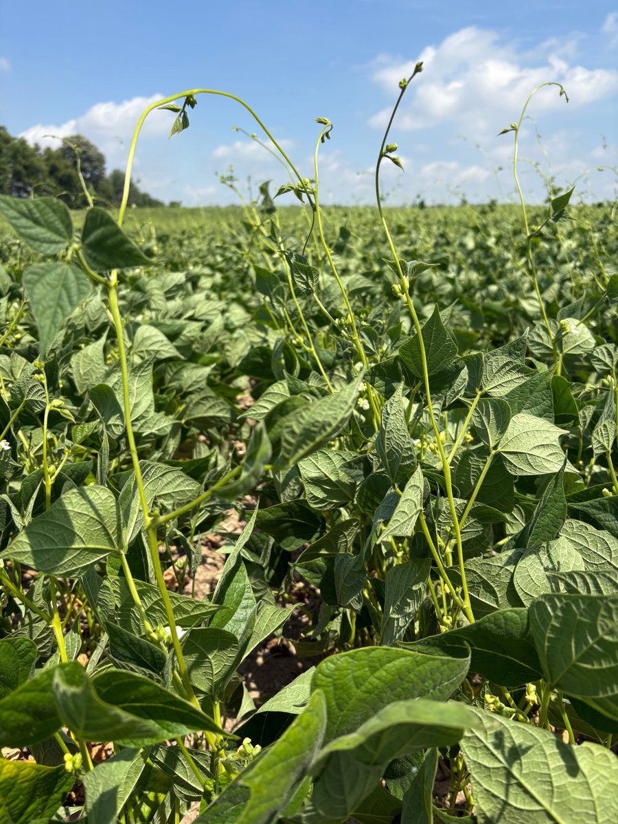 HDCAgronomy's tweet image. Blast white beans from Gentec are showing off their long runners near row closure! 

Vigorous growth and great ground cover—this early-day variety is living up to its name. 

#BlastOff #WhiteBeans #IfYouDontKnowUsYouDontKnowBEANS #HensallCoop