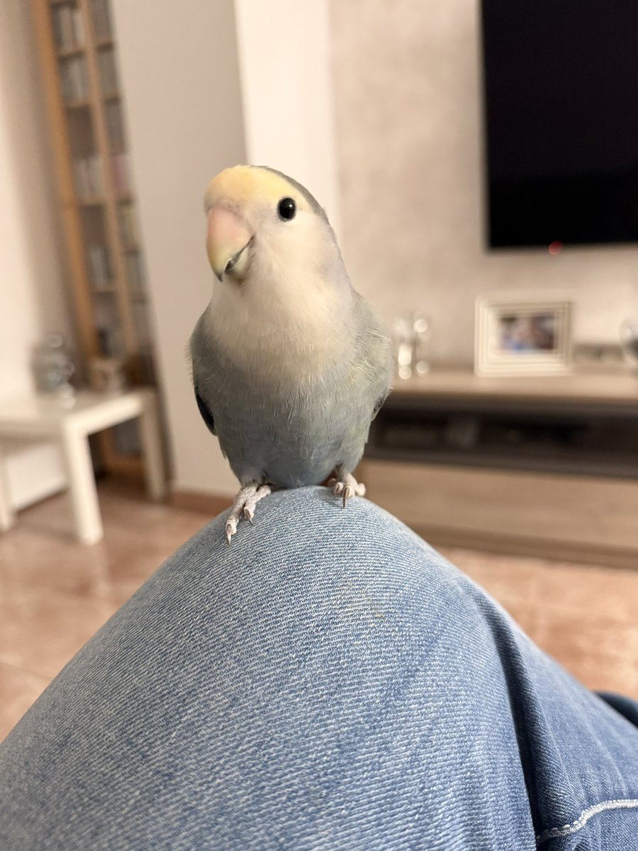 Que mono es ! 🦜🦜