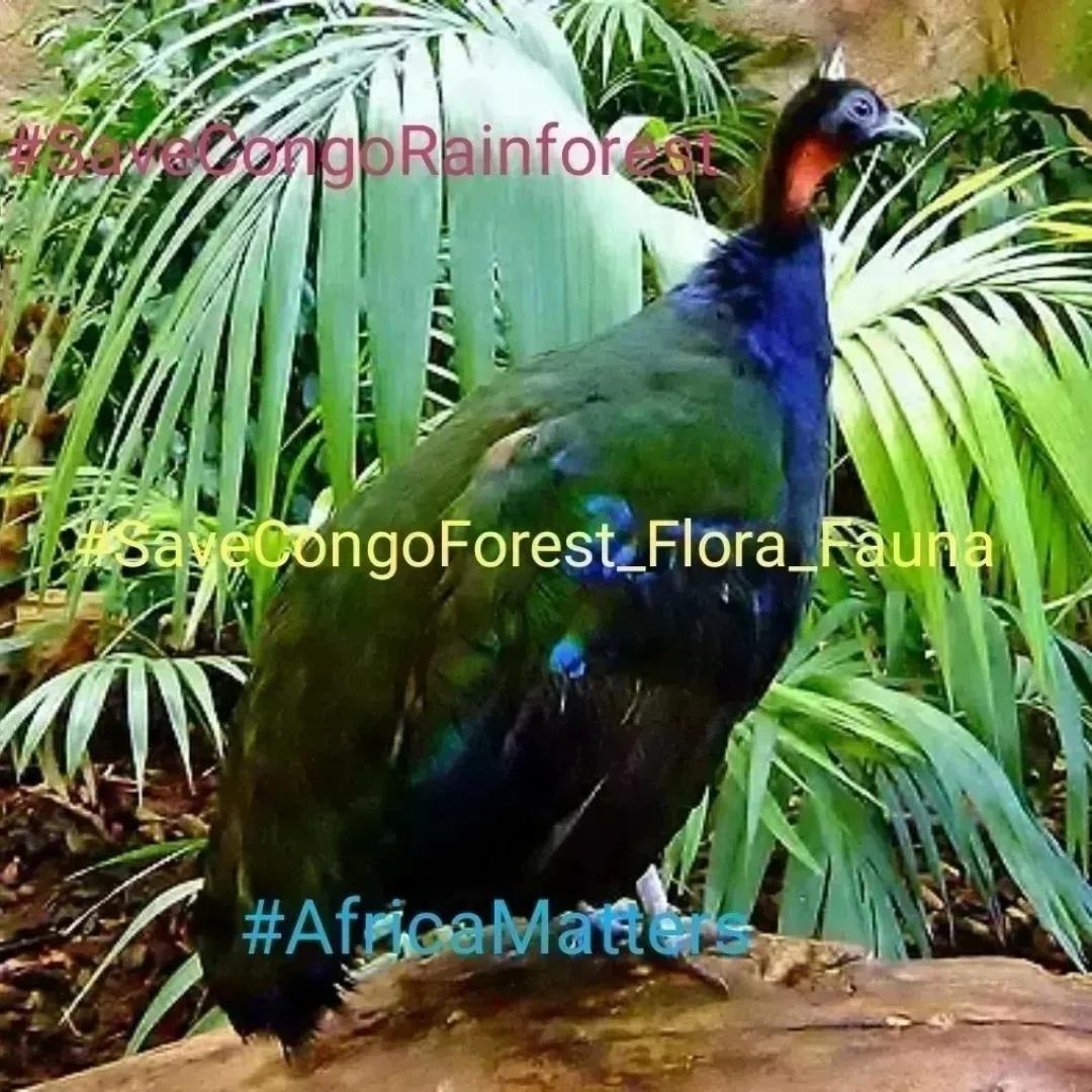 Endel Stamberg #FightFor1Point5 (@endelstamberg) on Twitter photo SaveCongoRainforest Day 1964
#SaveCongoRainforest
#SaveCongoForest_Flora_Fauna🌴🦍 #AfricaMatters #IndigenousLivesMatter
<a href="/SaveCongoForest/">Save Congo Rainforest</a>
In Solidarity with <a href="/vanessa_vash/">Vanessa Nakate</a> and <a href="/Remy_Zahiga/">Remy Zahiga</a>
The Congo Rainforest is vital in the fight for climate and social justice!☮️🌍🌏🌎💧🌳 SaveCongoRainforest Day 1964
#SaveCongoRainforest
#SaveCongoForest_Flora_Fauna🌴🦍 #AfricaMatters #IndigenousLivesMatter
<a href="/SaveCongoForest/">Save Congo Rainforest</a>
In Solidarity with <a href="/vanessa_vash/">Vanessa Nakate</a> and <a href="/Remy_Zahiga/">Remy Zahiga</a>
The Congo Rainforest is vital in the fight for climate and social justice!☮️🌍🌏🌎💧🌳