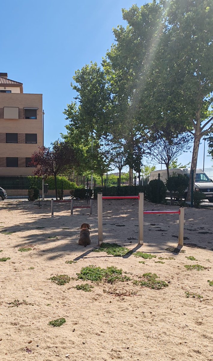 🐾 Ayer cumplió su quinto año perruno, y la dijeron hoy, “venga, sal a jugar” y ya es una jubilada, se fue a una sombra a ver los coches pasar por la valla. 😂