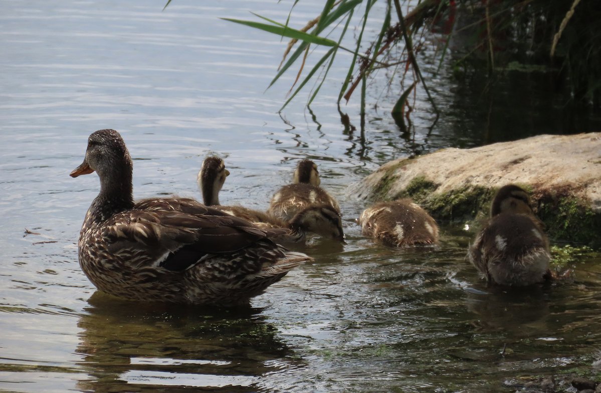 phoenixkevin76's tweet image. Other pics from the marsh