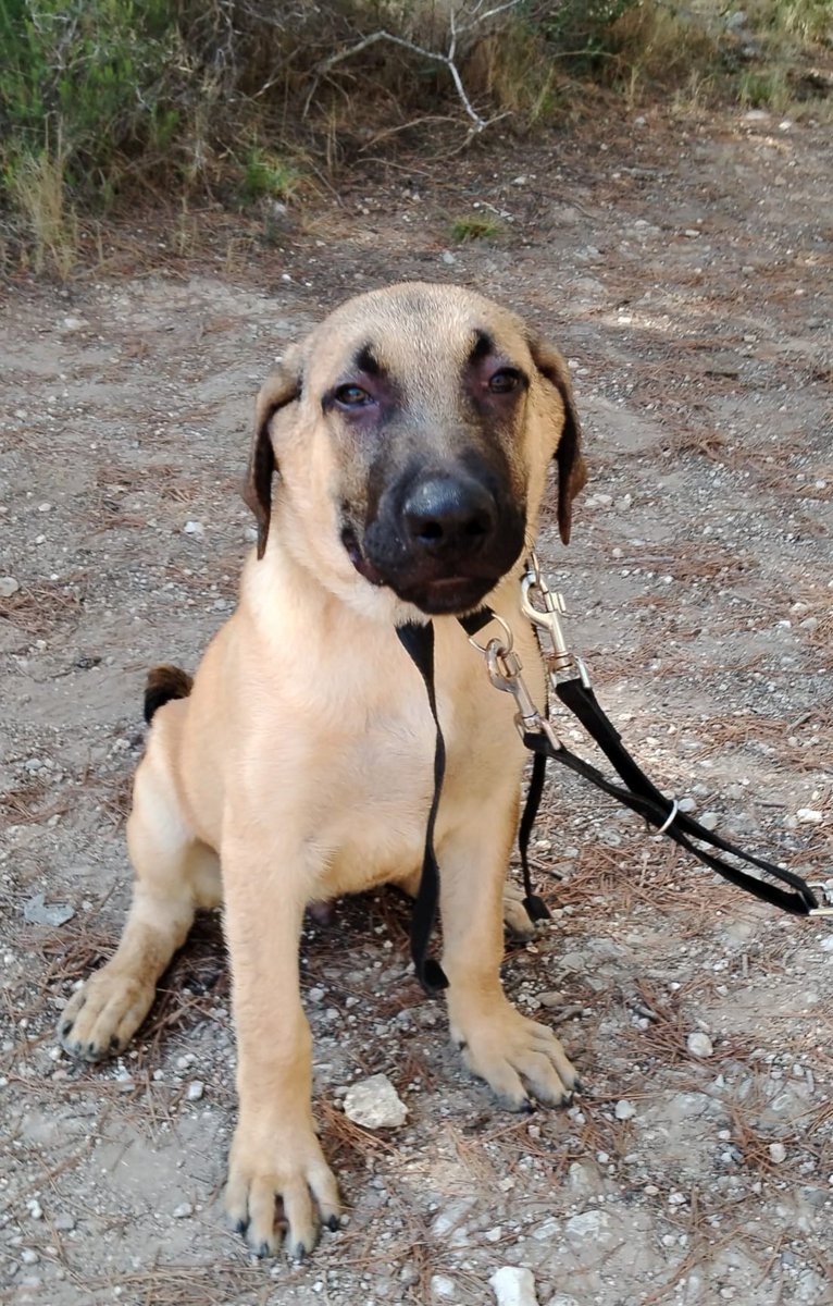 Me llamo Xylo, tengo 3 meses, soy un mastin,  voy a ser muy grande, quiero una casa, un sofá y mimos.
Soy muy bueno y me encanta jugar. 
Vivo en La Nucía con otros cachorros, aquí me han cuidado desde que mamaba de mi mami así que me protegen mucho.
Me quieres conocer?